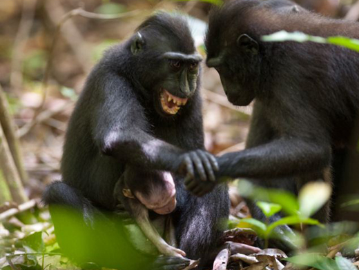 monkey -her de...